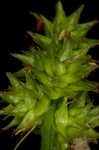 Oval-leaf sedge